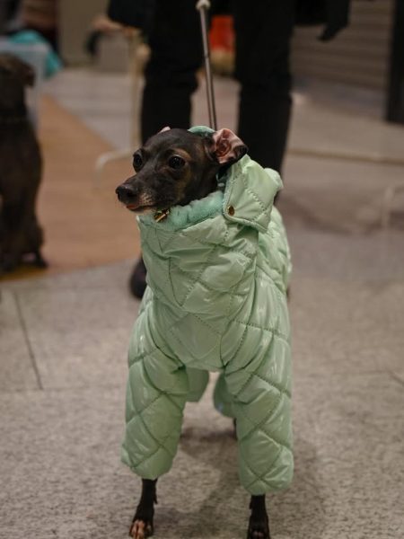 Zielony kombinezon zimowy