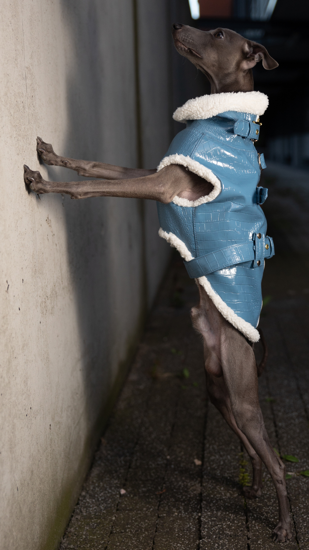 Ramoneska niebieska - obrazek 3