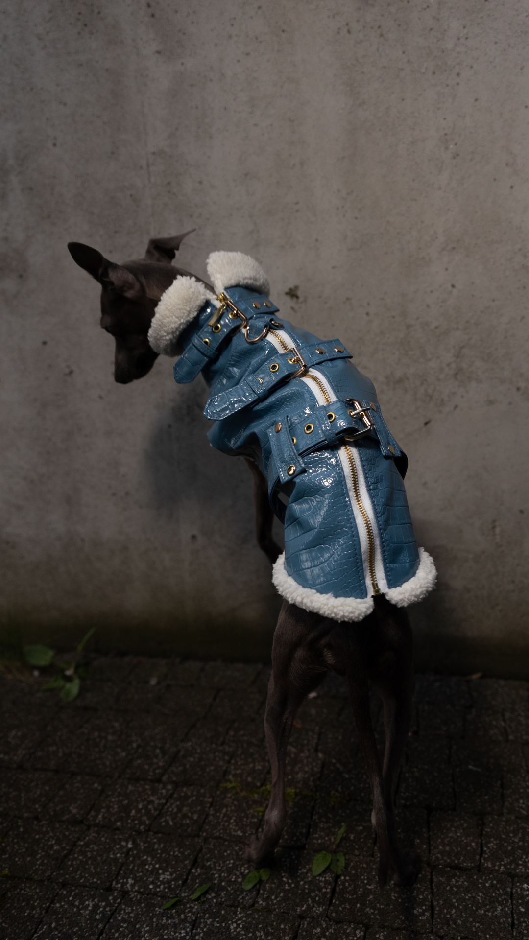 Ramoneska niebieska - obrazek 2