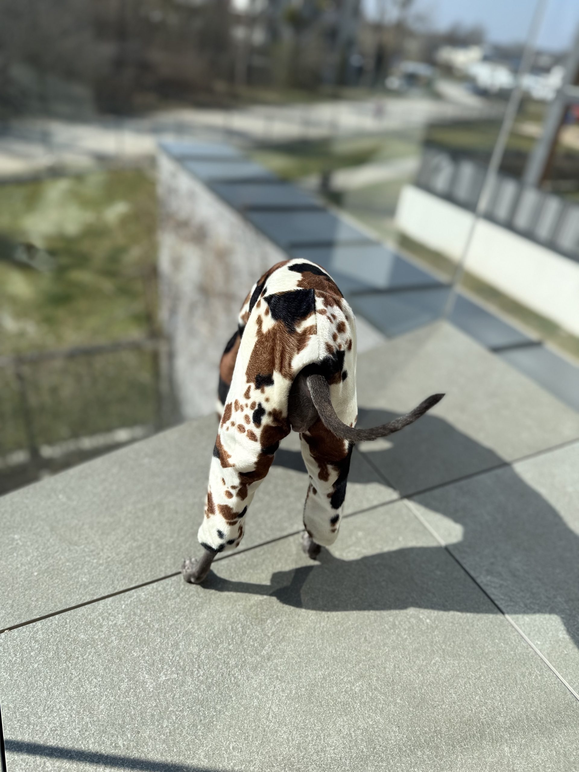 Kombinezon dla psa z motywem krowy tricolor - obrazek 5