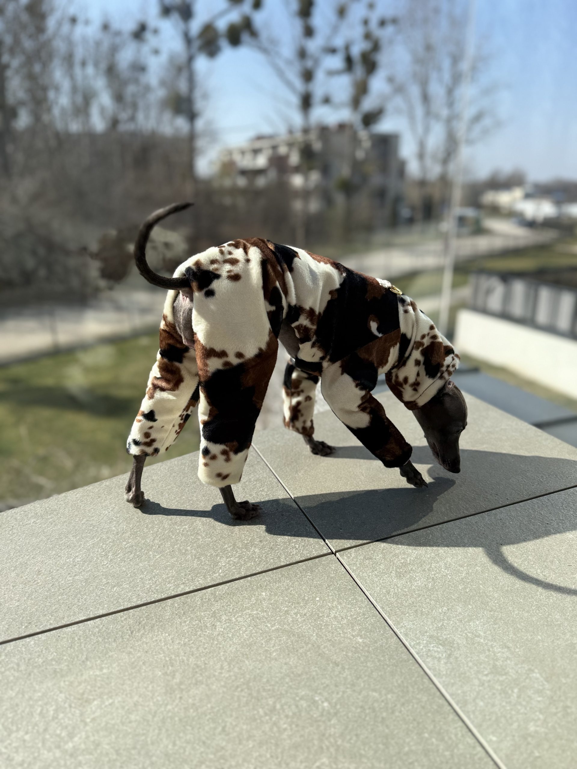 Kombinezon dla psa z motywem krowy tricolor - obrazek 4