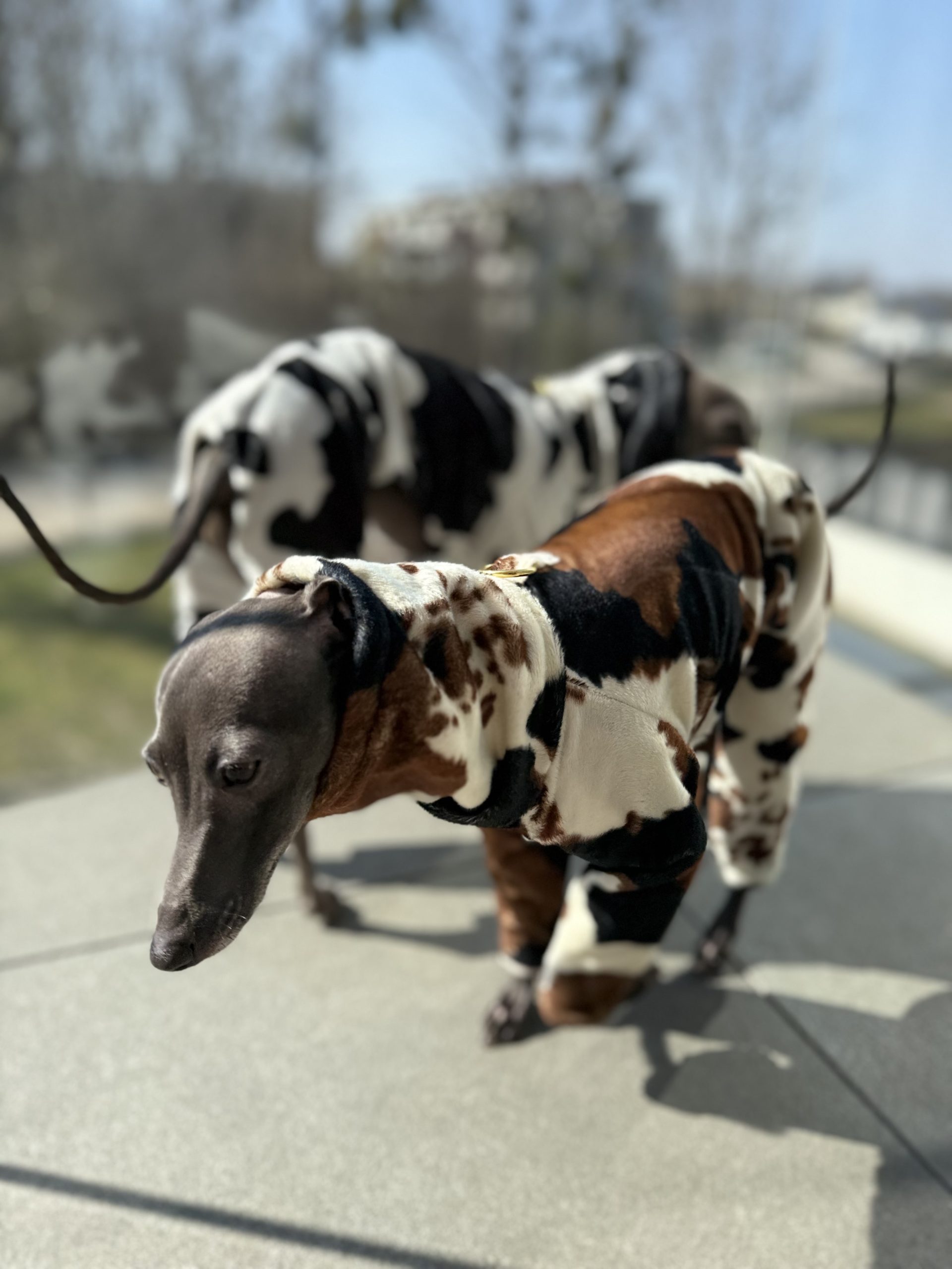 Kombinezon dla psa z motywem krowy tricolor - obrazek 7