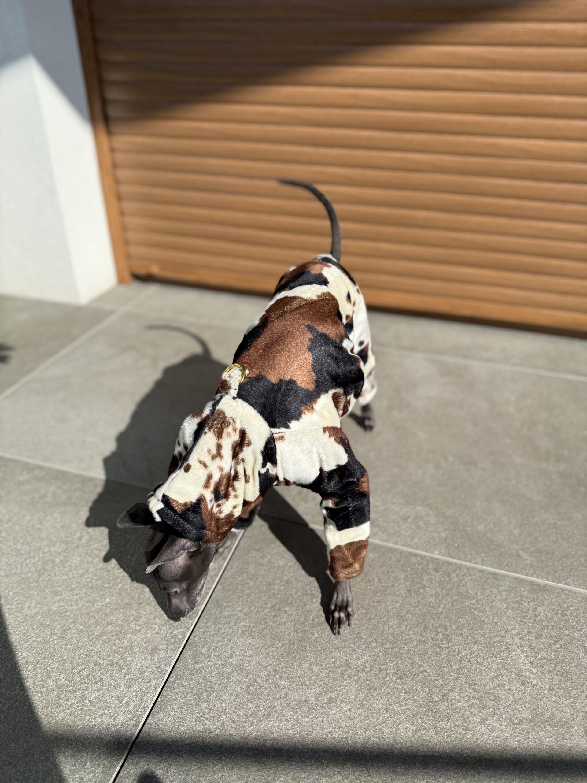 Kombinezon dla psa z motywem krowy tricolor - obrazek 3