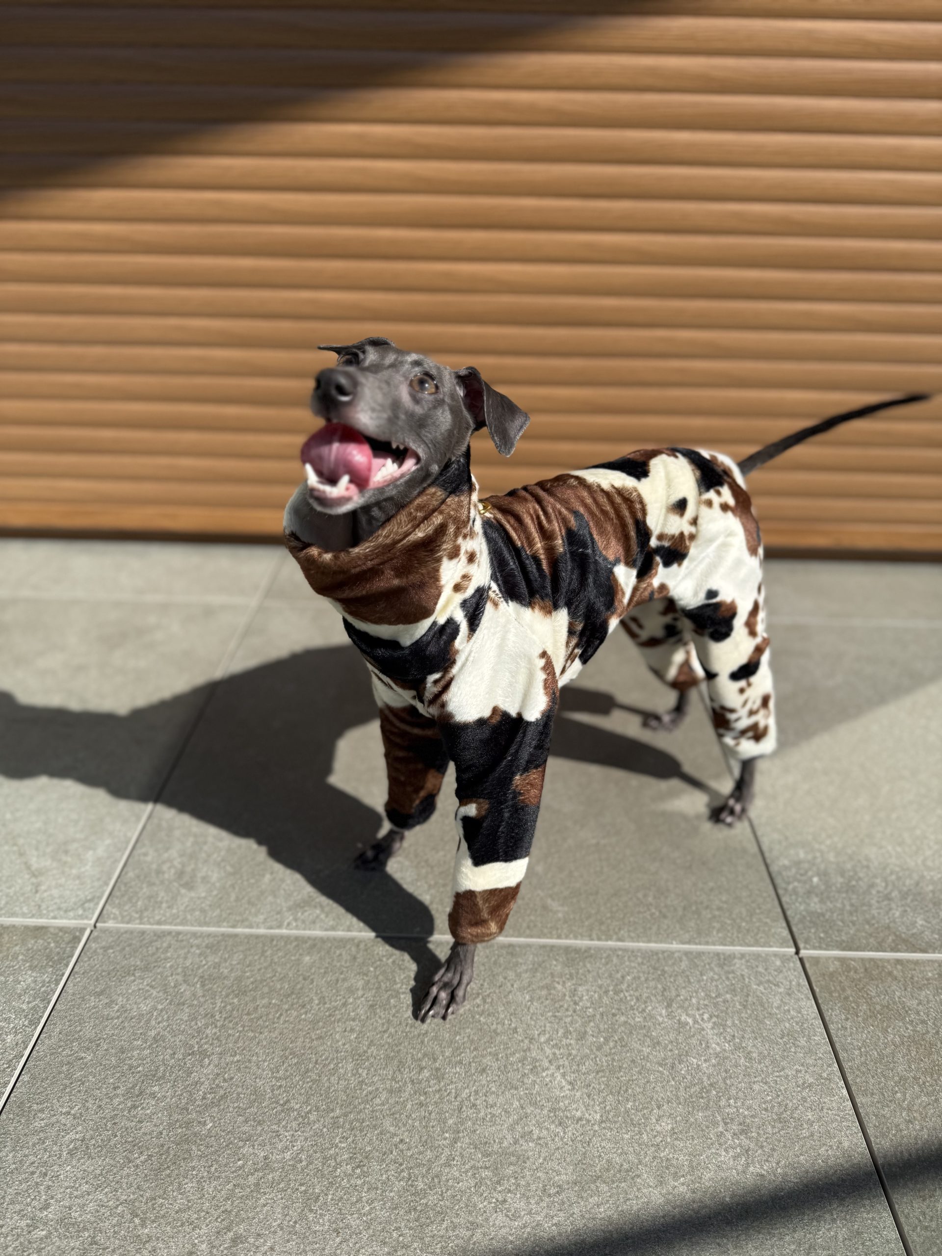 Kombinezon dla psa z motywem krowy tricolor