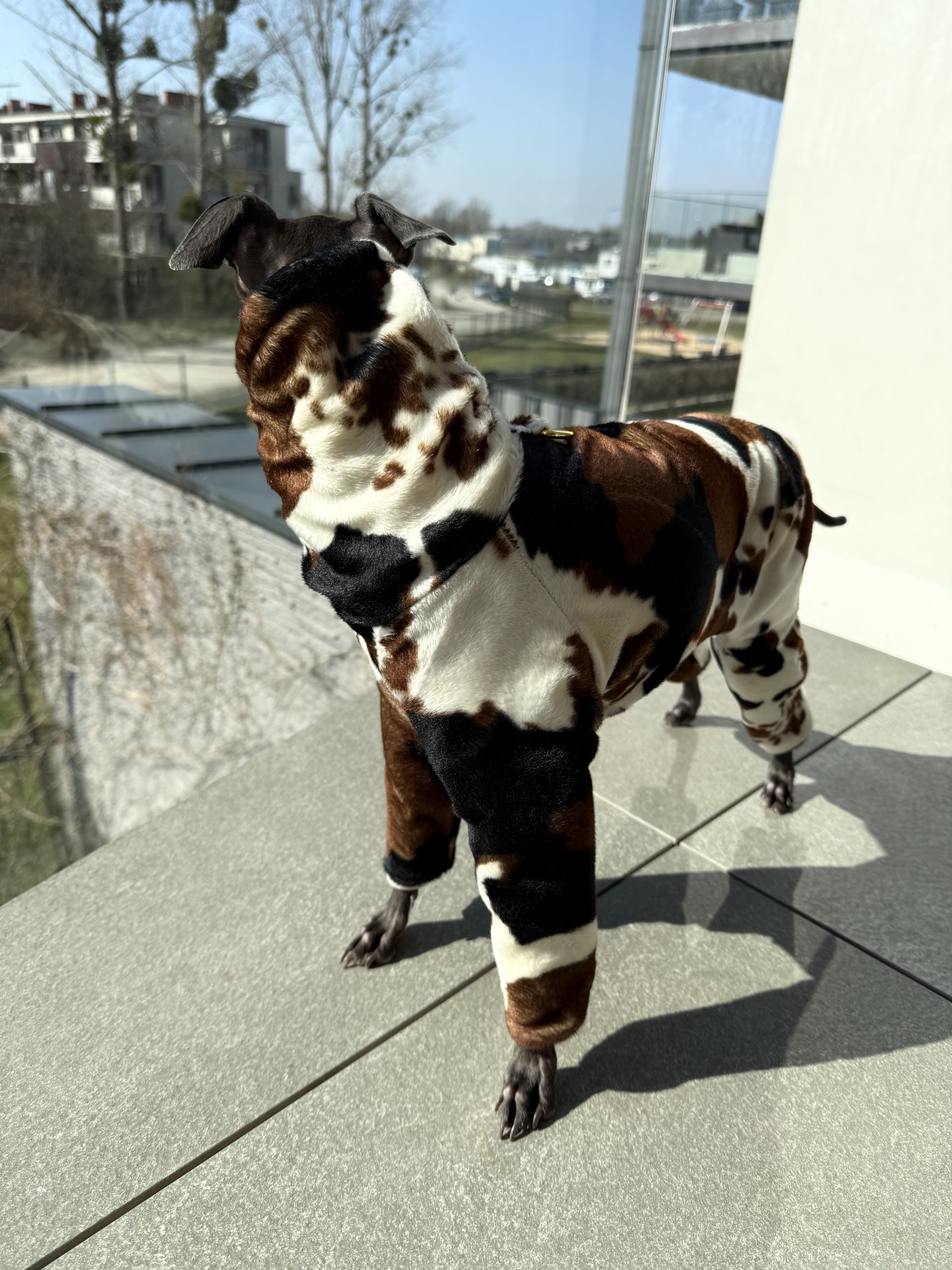 Kombinezon dla psa z motywem krowy tricolor - obrazek 2