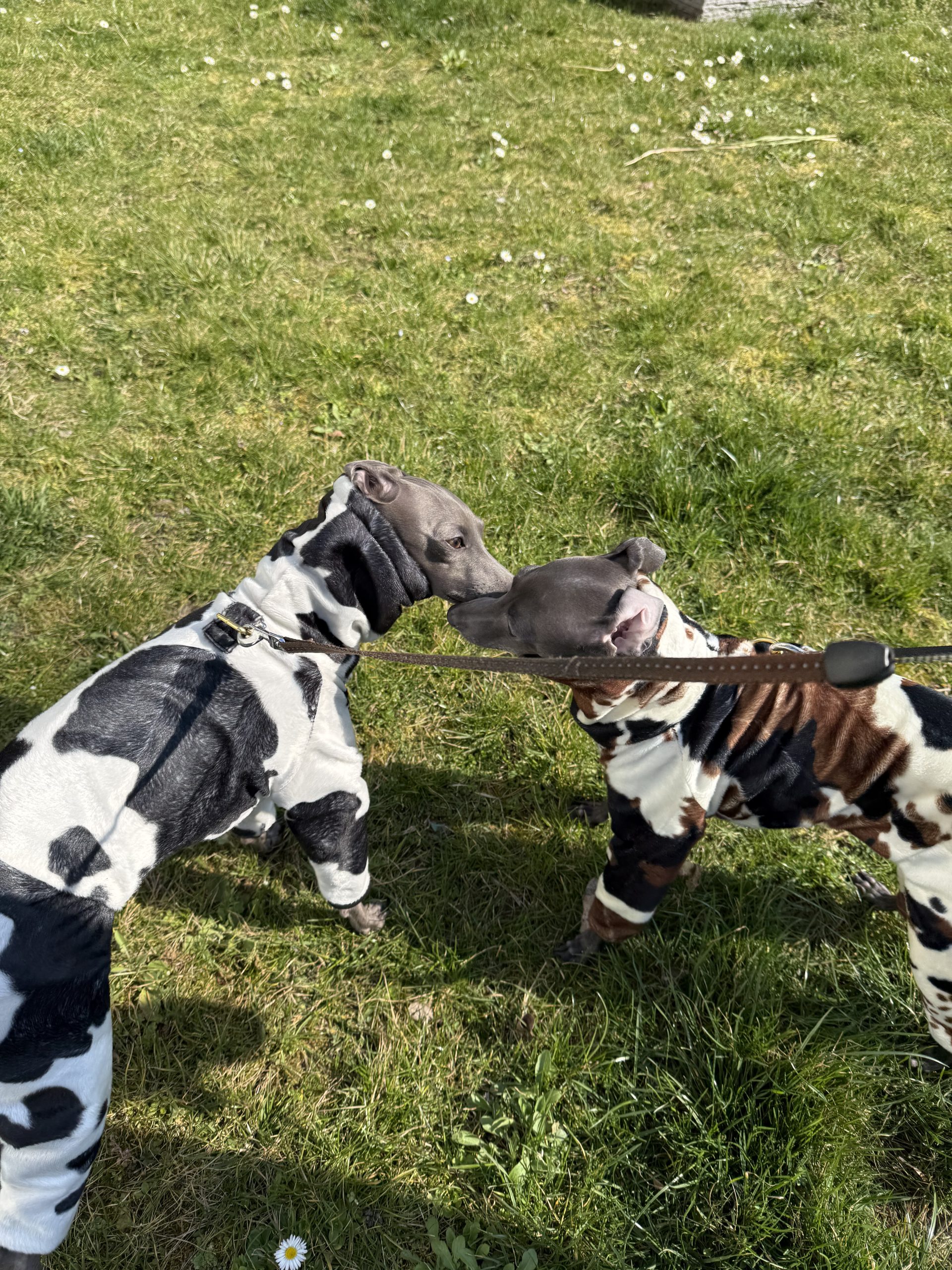 Kombinezon dla psa z motywem krowy tricolor - obrazek 6