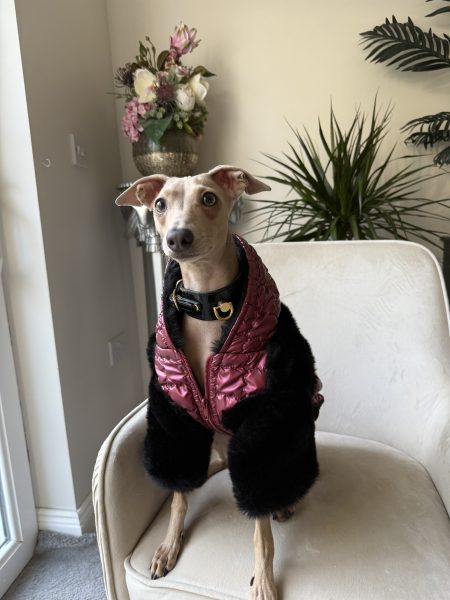 Pikowana kurtka dla psa - 8 kolorów